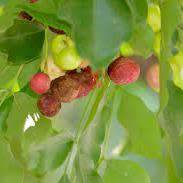 5 Ekebergia capensis - Cape Ash Seeds - South African Indigenous Medicinal Magical Evergreen Tree