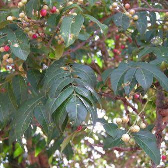 5 Ekebergia capensis - Cape Ash Seeds - South African Indigenous Medicinal Magical Evergreen Tree