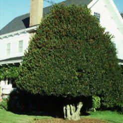 10 Ilex aquifolium - English Holly - Mistletoe Seeds - Evergreen Tree or Shrub - Combined Shipping