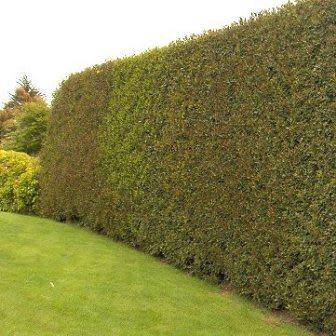 10 Ilex aquifolium - English Holly - Mistletoe Seeds - Evergreen Tree or Shrub - Combined Shipping