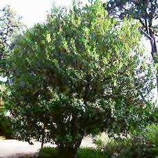 10 Ilex aquifolium - English Holly - Mistletoe Seeds - Evergreen Tree or Shrub - Combined Shipping