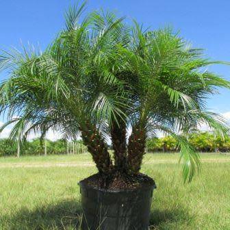 5 Phoenix roebelenii Seeds - Exotic Pygmy Date Palm Tree - Edible - Combined Worldwide Shipping