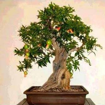 Punica granatum var. nana - Dwarf Pomegranate Bonsai - 5 Seeds + Bonsai eBook