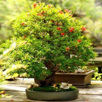 Punica granatum var. nana - Dwarf Pomegranate Bonsai - 5 Seeds + Bonsai eBook