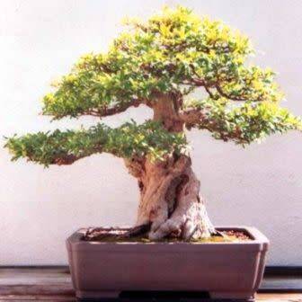 Punica granatum var. nana - Dwarf Pomegranate Bonsai - 5 Seeds + Bonsai eBook