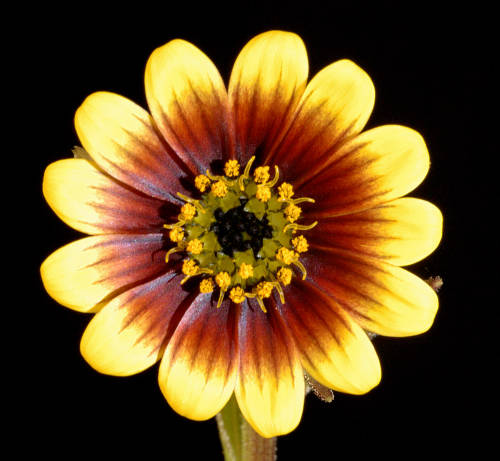 5 Osteospermum monstrosum - Trekkertjie Seeds - South African Indigenous Annual - Combined Shipping