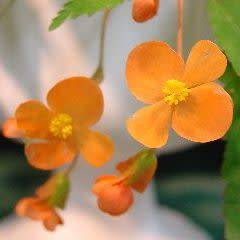 Begonia sutherlandii Seeds - Wild Begonia - South African Indigenous Shade Hardy Perennial