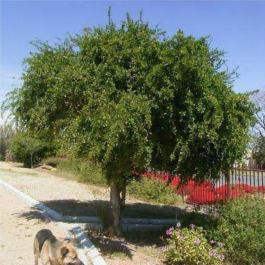 Dovyalis caffra (Kei-apple) Tree Seeds - Indigenous South African Edible Fruit
