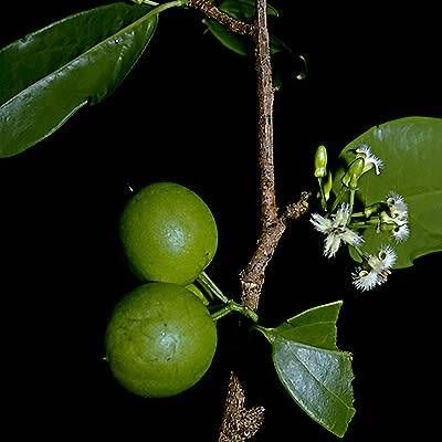 5 Ximenia americana Seeds - Yellow Plum or Sea Lemon - Edible Fruit Tree