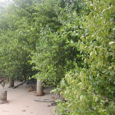 5 Ximenia americana Seeds - Yellow Plum or Sea Lemon - Edible Fruit Tree