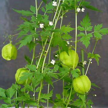 5 Cardiospermum halicacabum Seeds - Indigenous Medicinal Climber Creeper - Global Shipping