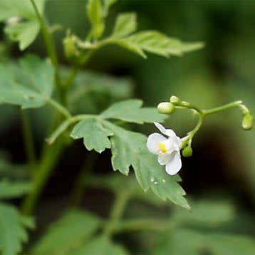 5 Cardiospermum halicacabum Seeds - Indigenous Medicinal Climber Creeper - Global Shipping