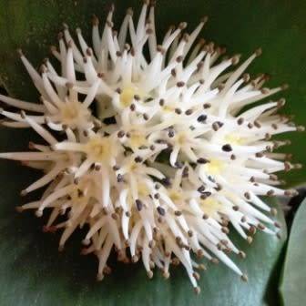 Daubenya alba Seeds - Indigenous Endemic Perennial Bulb - Combined Global Shipping