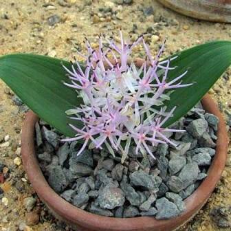Daubenya alba Seeds - Indigenous Endemic Perennial Bulb - Combined Global Shipping