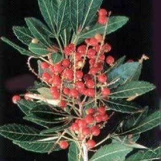 5 Allophylus natalensis Seeds - Dune False Currant - Indigenous South African Evergreen Tree Shrub