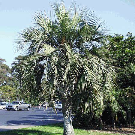 Butia capitata Seeds - Jelly Palm, Pindo Palm - Evergreen Tree - Frost Hardy, Edible Fruit