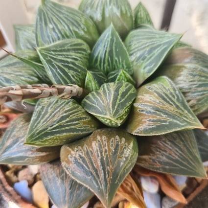 Haworthia M.H Hybrid Seeds - Rare Indigenous South African Endemic Succulent - Global Delivery