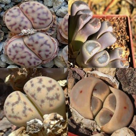 Lithops dinteri Mixed Forms Seeds - Stoneplants Indigenous Endemic Succulent Mesemb - Global Ship
