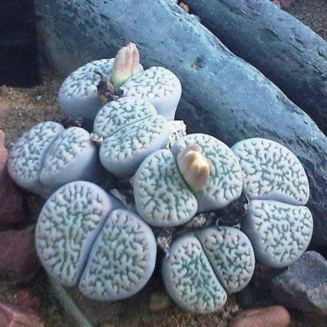 Lithops hookeri susannae Seeds - Indigenous Endemic Succulent Mesemb - Combined Global Ship