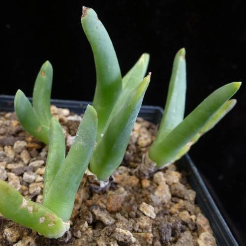 5 Cheiridopsis cuprea Seeds - Indigenous Succulent Mesemb - Combined Global Shipping