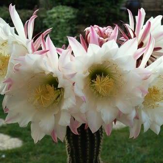 5 Echinopsis spachiana, Trichocereus spachianus Seeds - Ethnobotanical Exotic Succulent Cactus