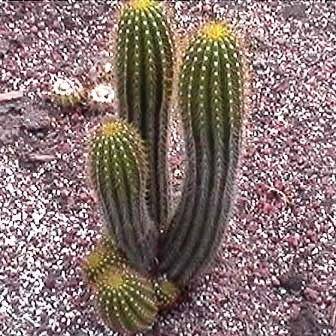 5 Echinopsis spachiana, Trichocereus spachianus Seeds - Ethnobotanical Exotic Succulent Cactus