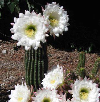 5 Echinopsis spachiana, Trichocereus spachianus Seeds - Ethnobotanical Exotic Succulent Cactus
