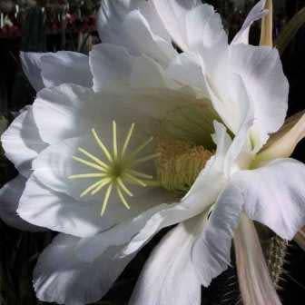 5 Echinopsis spachiana, Trichocereus spachianus Seeds - Ethnobotanical Exotic Succulent Cactus