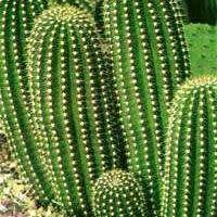 5 Echinopsis spachiana, Trichocereus spachianus Seeds - Ethnobotanical Exotic Succulent Cactus
