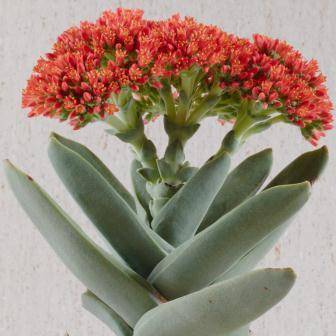 50 Crassula perfoliata var. minor Seeds - Propeller Plant - Indigenous South African Succulent