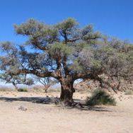 5 Acacia erioloba x haematoxylon Seeds - Bastard Camel Thorn Seeds - Beautiful Hardy Indigenous Tree