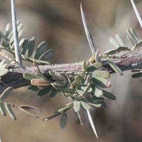 5 Acacia haematoxylon Seeds - Grey Camel Thorn; Vaalkameeldoring Tree - Beautiful Hardy Indigenous