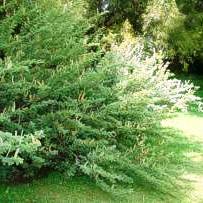 5 Acacia hebeclada ssp. tristis Candle Thorn; Trassiedoring Shrub Seeds Indigenous to South Africa