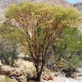 Acacia montis-usti Seeds - Brandberg Acacia - Beautiful Hardy Indigenous South African Native Tree
