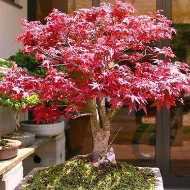 5 Acer palmatum atropurpureum - Red Japanese Maple Bonsai Seeds + Free eBook - Exotic Frost Hardy