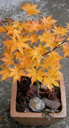 5 Acer palmatum Hogyoku - Japanese Maple 'Hogyoku' Bonsai Seeds + Free eBook - Exotic Frost Hardy
