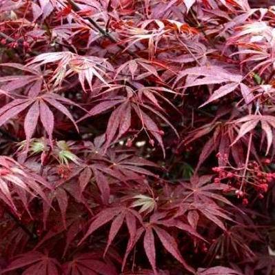 Acer palmatum Suminagashi - Japanese Maple Suminagashi Tree Seeds + Get Free Seeds - Frost Hardy