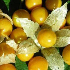 50 Cape Gooseberry Seeds - Physalis peruviana Fruit - Appelliefie - Bulk Annual Perennial Medicinal