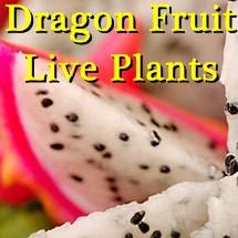 Special Listing for User squijler