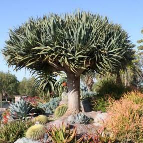 Dragon's Blood Tree Seeds - Canary Island - Dracaena draco Seeds - Evergreen