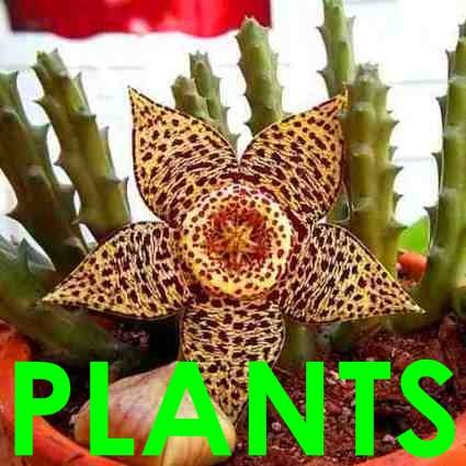 Orbea variegata Plants - Combined Shipping - 30 Days to Pay - Indigenous Live Succulent Plants