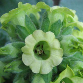 50 Tobacco Seeds - Nicotiana rustica - Aztec Tobacco, Indian Tobacco, Wild Tobacco, Bulk Tobacco
