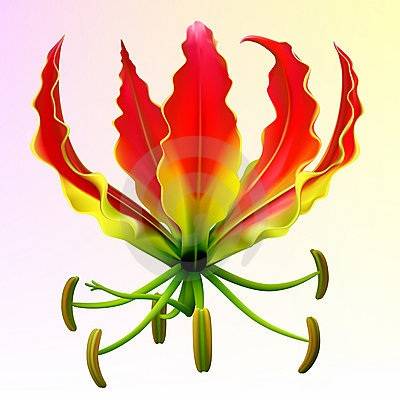 20 Gloriosa superba Seeds - Flame Lily - Indigenous South African Native Bulbous Climber