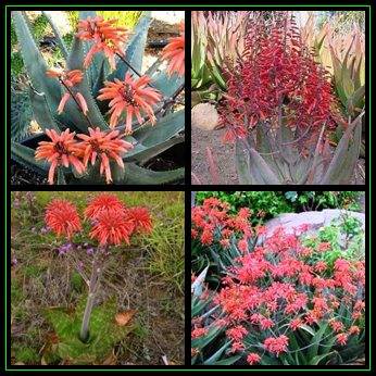 Aloe chabaudii Matapos Form - 10 Seed Pack Indigenous Succulent - Worldwide Shipping - NEW