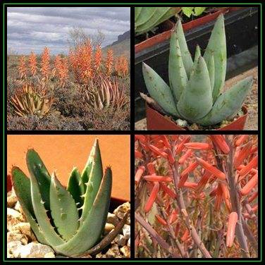 Aloe falcata Seeds - Vanrhynsdorp Aloe - Indigenous Succulent - Worldwide Shipping, NEW