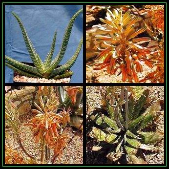 Aloe greatheadii var davyana - 5 Seed Pack - Indigenous Succulent - Worldwide Shipping, NEW