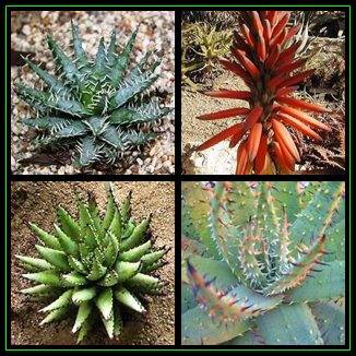Aloe melanacantha Seeds - Black Spined Aloe - Indigenous Succulent - Worldwide Shipping - NEW
