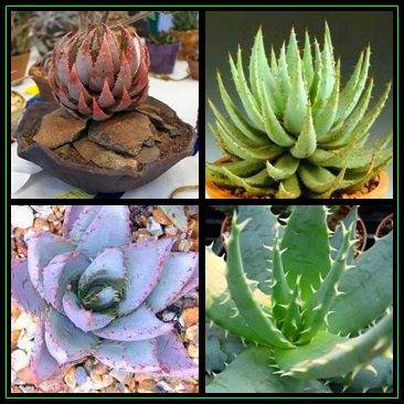 Aloe peglerae Seeds - Beautiful Indigenous Succulent - Worldwide Shipping, NEW