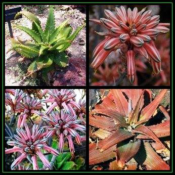 Aloe petrophila - Small Flecked Aloe - 5 Seed Pack - Indigenous Succulent - Worldwide Shipping, NEW