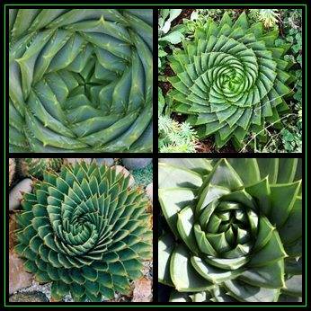 Aloe polyphylla - 5 Seed Pack + 5 FREE Dragon's Blood Tree Seeds - Exotic Lesotho Succulent - NEW
